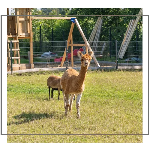 Tierpark steda - hier gehts wild zu!